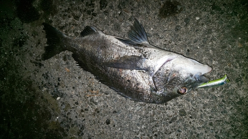 チヌの釣果