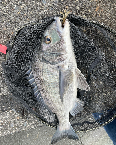 クロダイの釣果