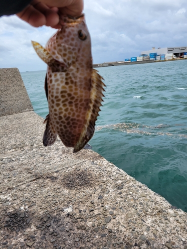 オオモンハタの釣果