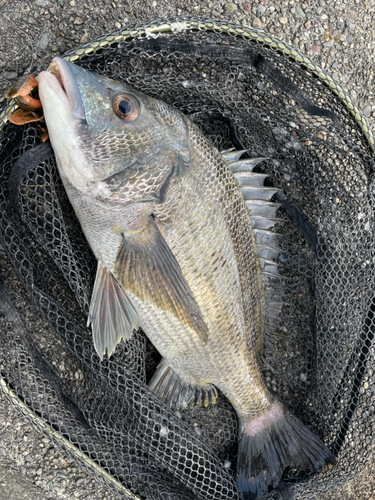 クロダイの釣果