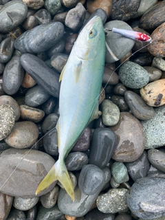 ツバスの釣果