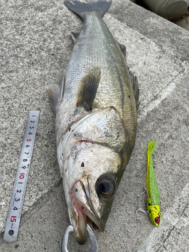 シーバスの釣果