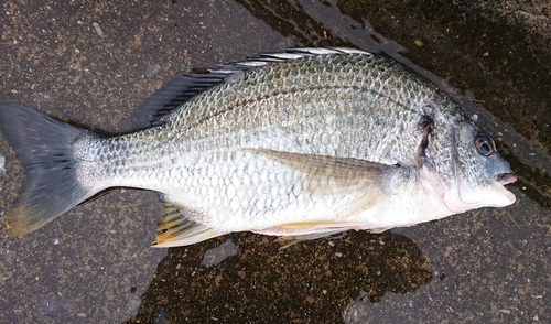 キビレの釣果