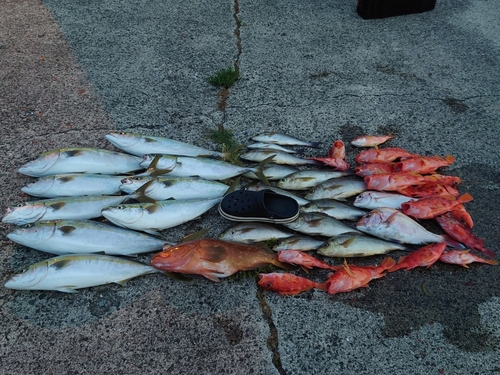 イサキの釣果