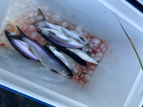 チップの釣果