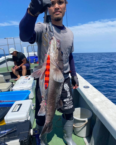 アラの釣果