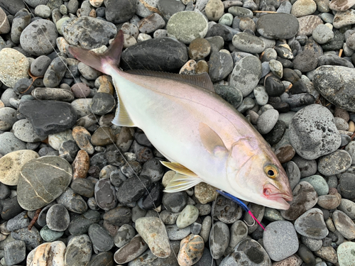 ショゴの釣果