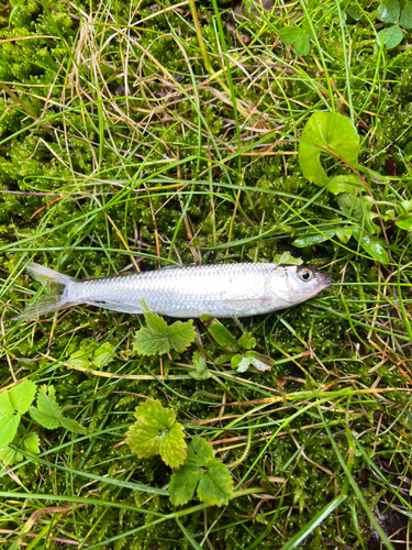 オイカワの釣果