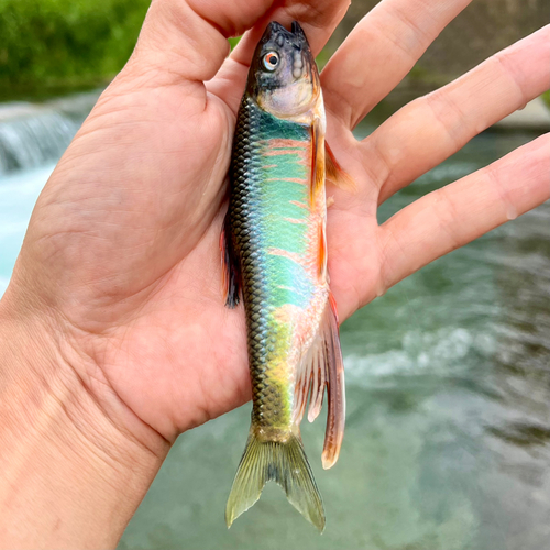 オイカワの釣果