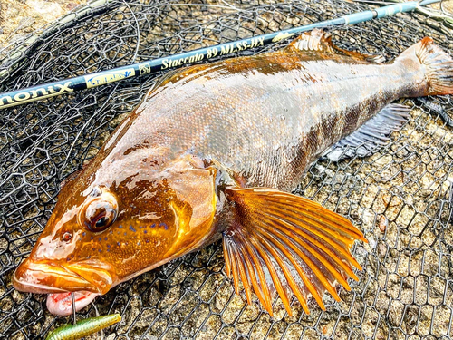 アイナメの釣果