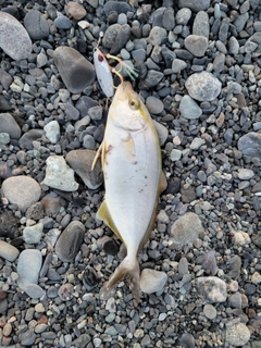 ショゴの釣果