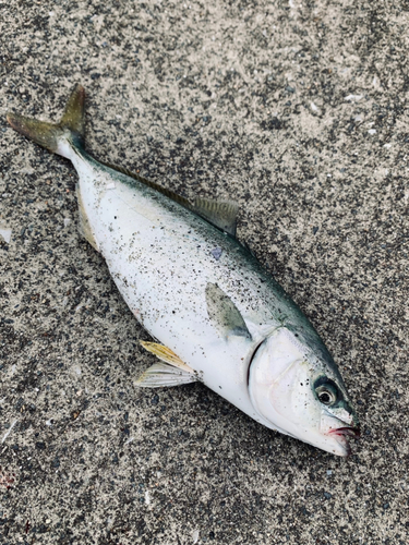 ワカシの釣果