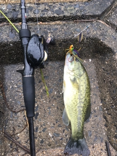 ブラックバスの釣果