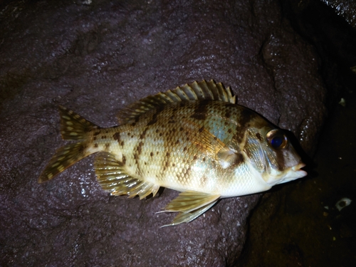 メイチダイの釣果