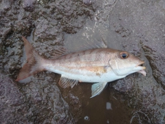 フエフキダイの釣果