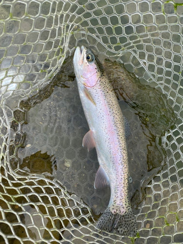 ニジマスの釣果