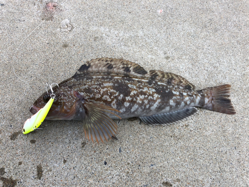 アイナメの釣果