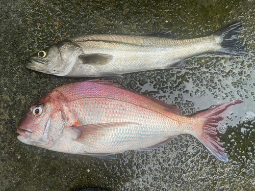 マダイの釣果