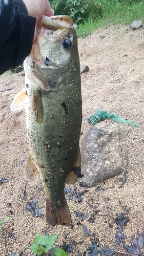 ブラックバスの釣果