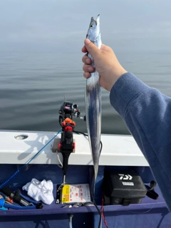 タチウオの釣果