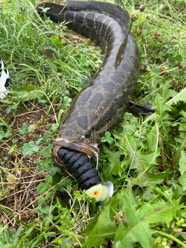 ライギョの釣果