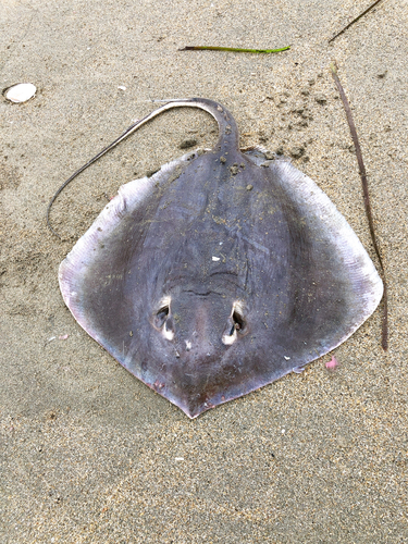 アカエイの釣果