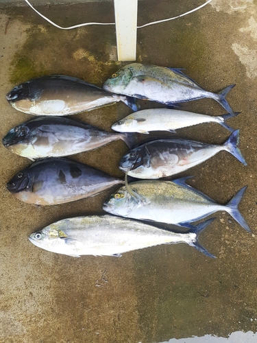 ナンヨウカイワリの釣果