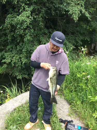 ブラックバスの釣果