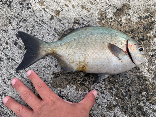 イスズミの釣果