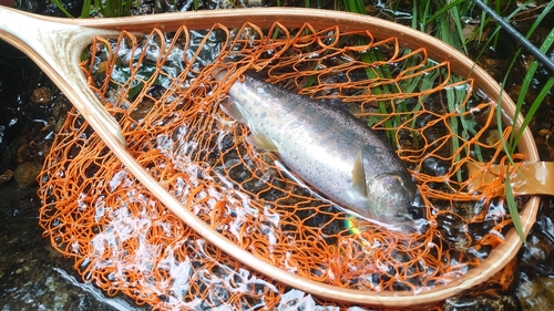 ヤマメの釣果