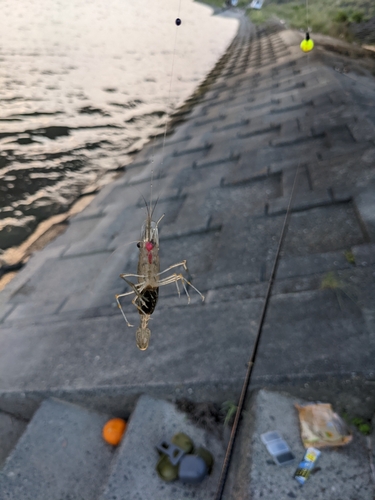 テナガエビの釣果