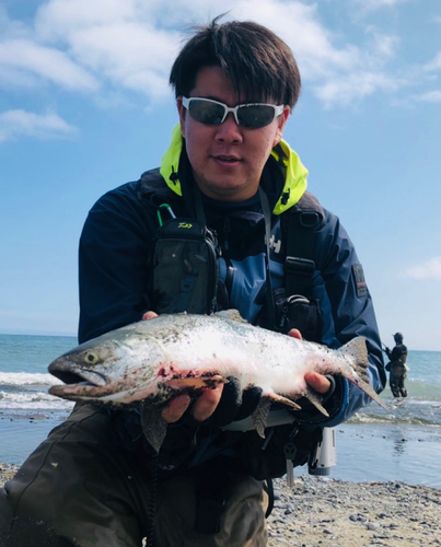 カラフトマスの釣果