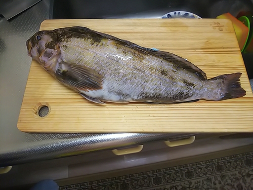 ホッケの釣果