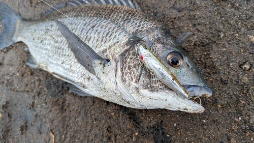 チヌの釣果