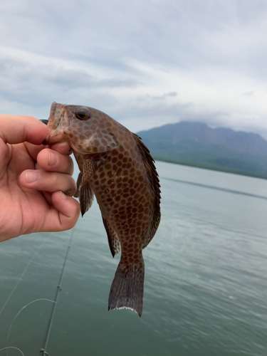 オオモンハタの釣果