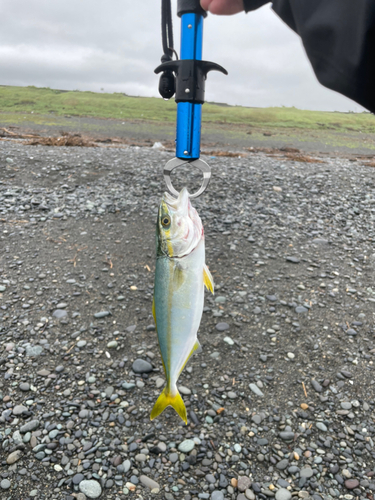 ワカシの釣果