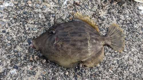 カワハギの釣果