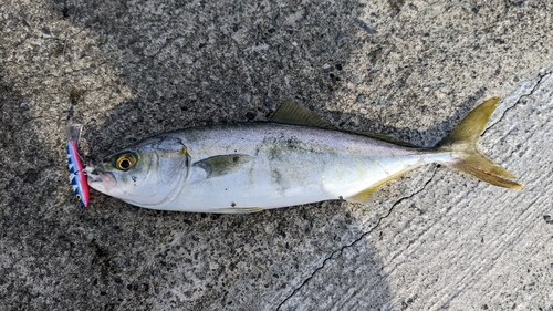 ツバスの釣果