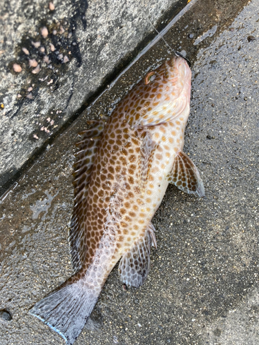 オオモンハタの釣果