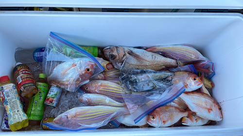 レンコダイの釣果