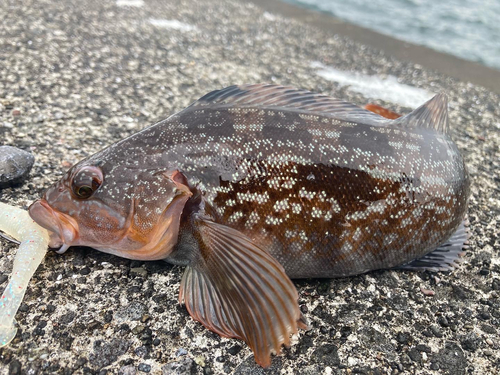 アイナメの釣果