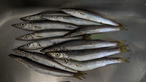 カマスの釣果