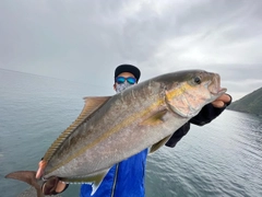 カンパチの釣果