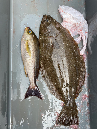 ヒラメの釣果