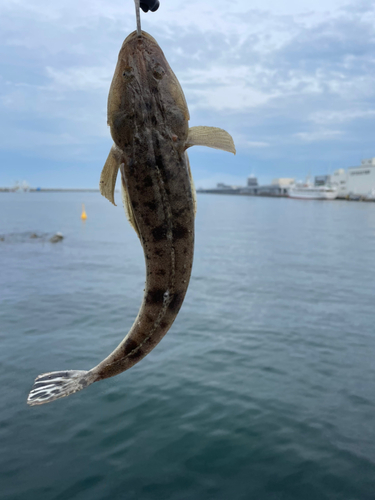 マゴチの釣果