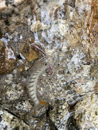 イワナの釣果