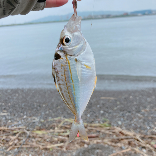 ヒイラギの釣果