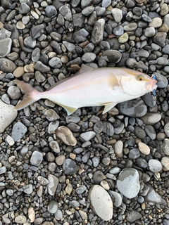 ショゴの釣果