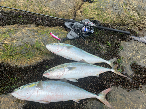 ブリの釣果