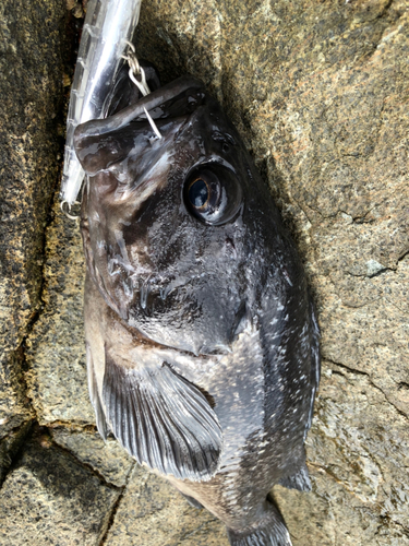 クロソイの釣果